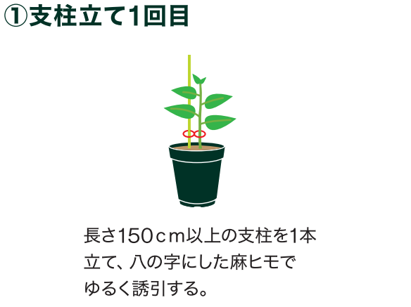 野菜を育てよう～ナスの育て方～ ｜ 島忠 確認用店舗