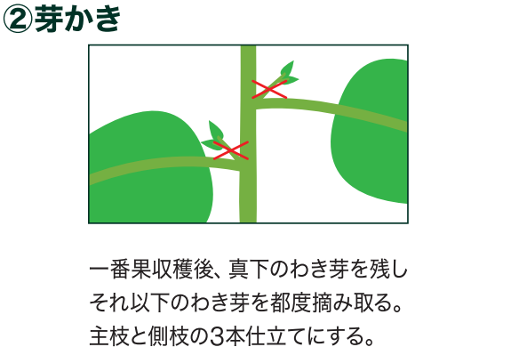 野菜を育てよう～ナスの育て方～ ｜ 島忠 確認用店舗