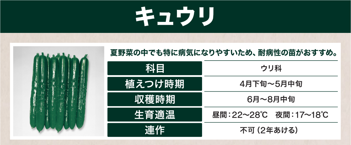 野菜を育てよう～キュウリの育て方～ ｜ 島忠 確認用店舗