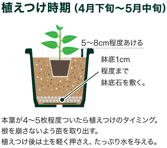 野菜を育てよう～キュウリの育て方～ ｜ 島忠 確認用店舗