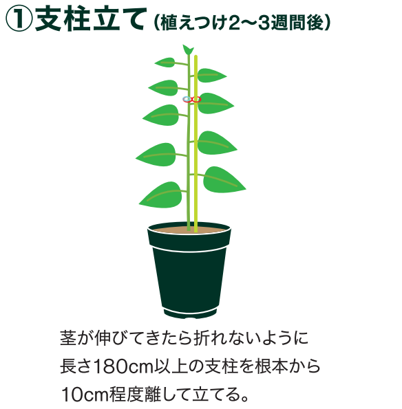 【おくら様オーダーページ】 おくら様 オーダーページ オクラとトマトの麻婆