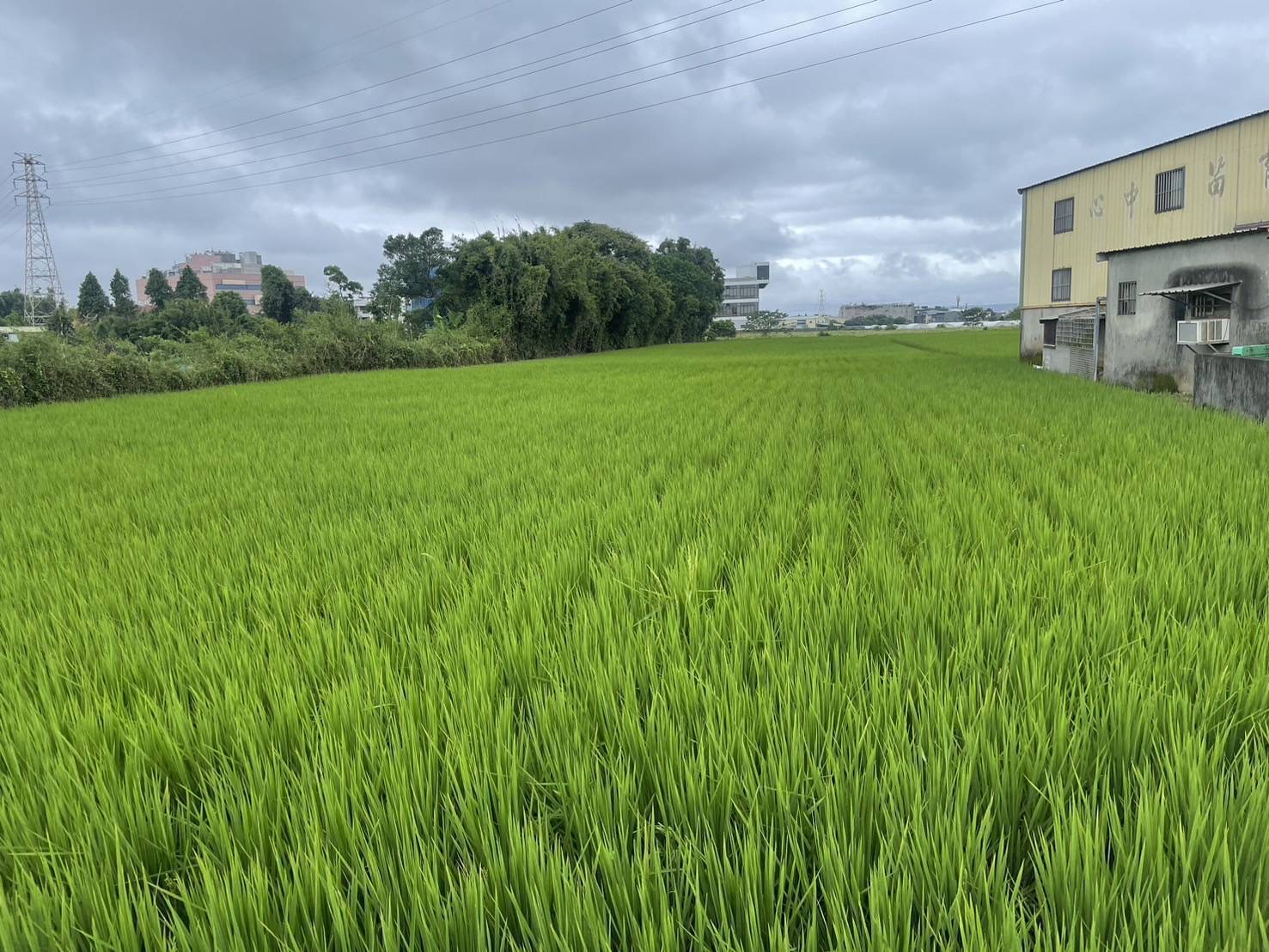 八德重劃區旁農地