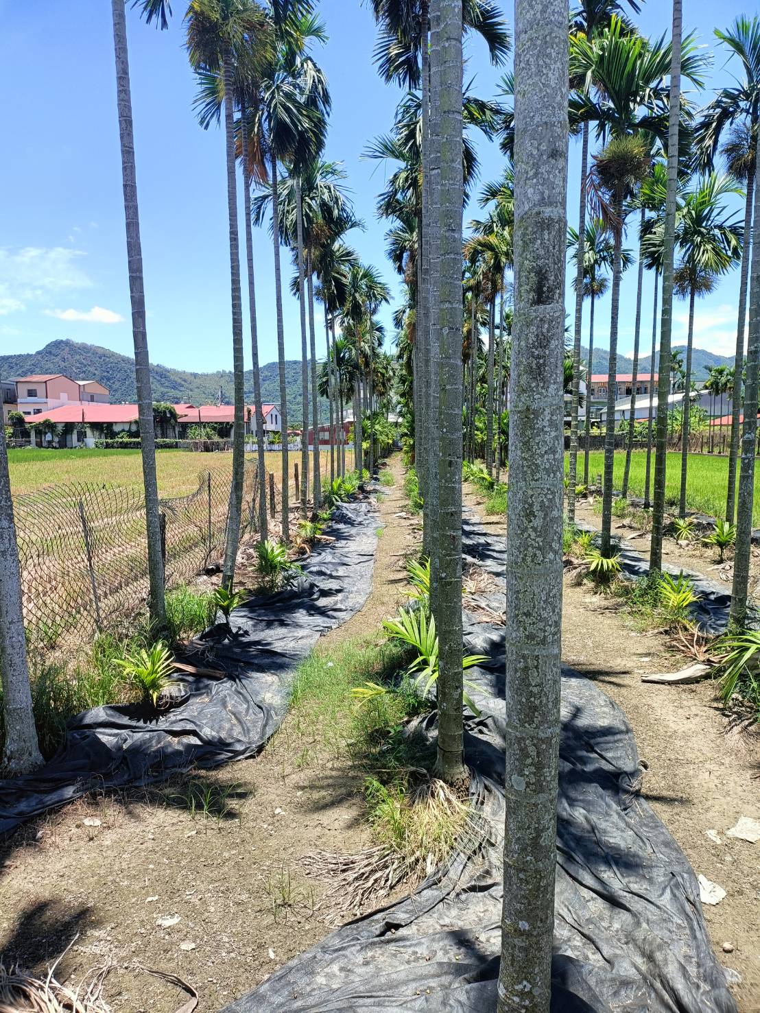 美濃中壇鬧中取靜小農地非常適合有志經營小農業或尋求靜謐田園生活的買家