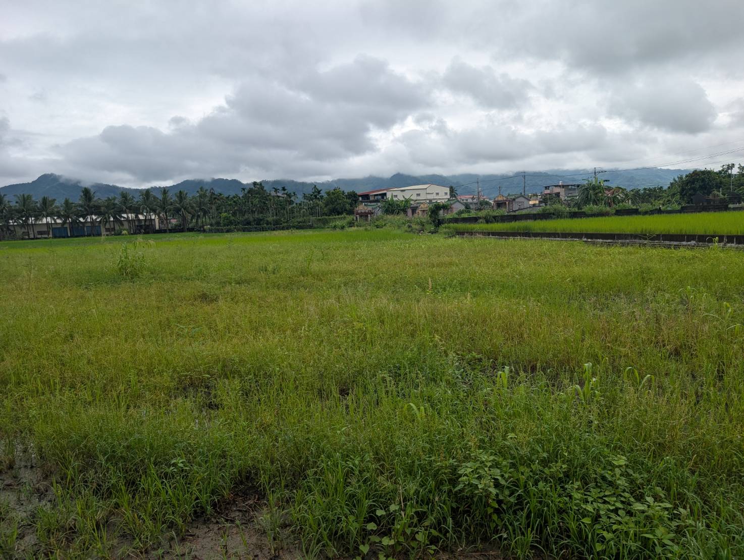 雙面臨路三角窗農地大特價