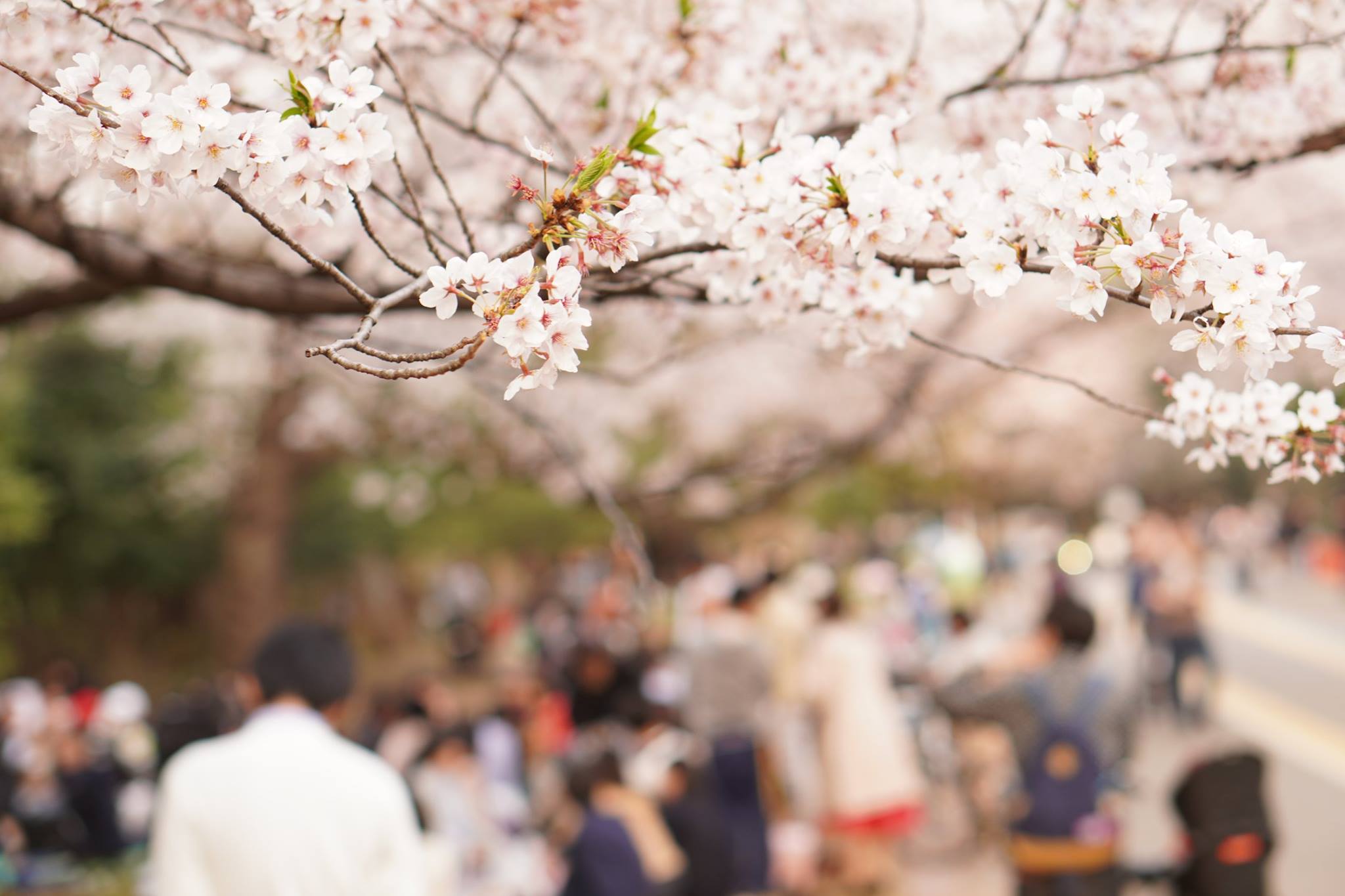資産もサクラ咲く！ixiお花見♡のイメージ
