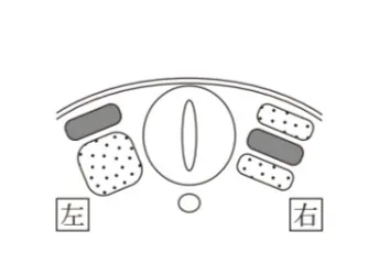 解答選択肢の画像