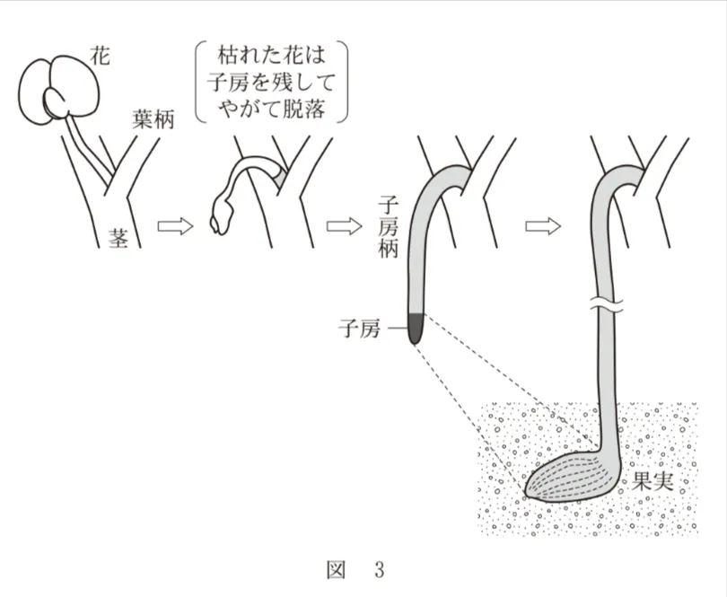 問題文の画像