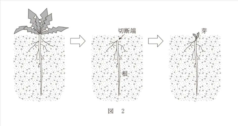 問題文の画像
