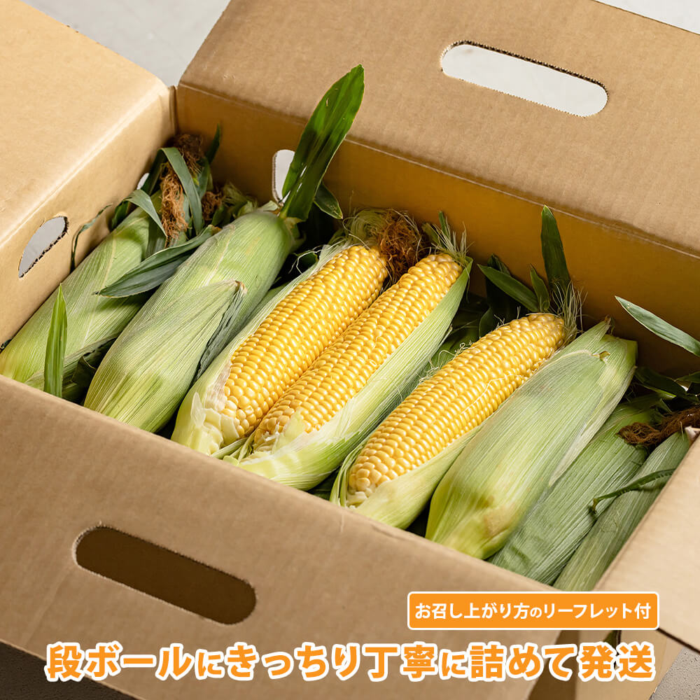 手作業選定！北海道当別産の朝採りとうもろこし2Lサイズ 20本｜PREZO
