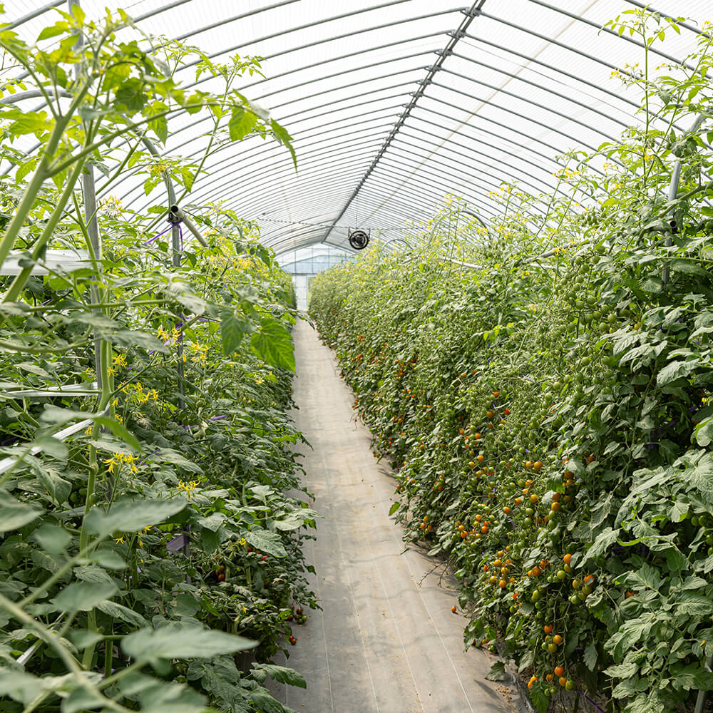 甘み・酸味・旨みのバランスが◎プレミアムミニトマト「雅・MIYABI