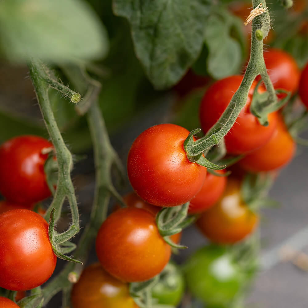 甘み・酸味・旨みのバランスが◎プレミアムミニトマト「雅・MIYABI