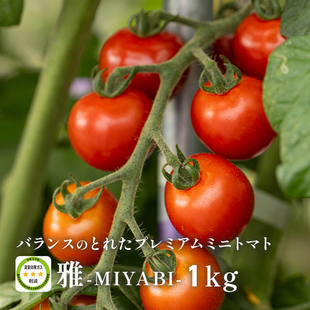 甘み・酸味・旨みのバランスが◎プレミアムミニトマト「雅