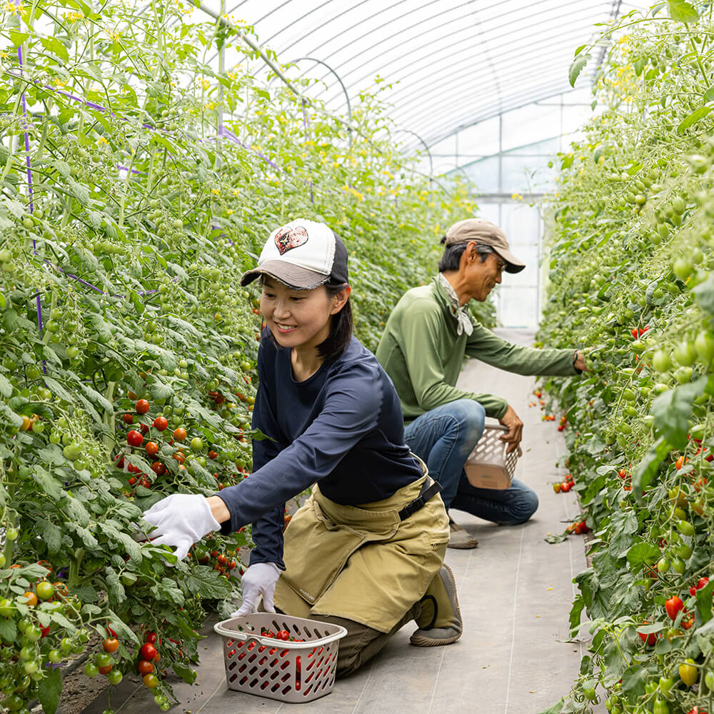 北海道当別産ミニトマト3種食べ比べ（甘っこ・雅・フラガール）計1.5kg