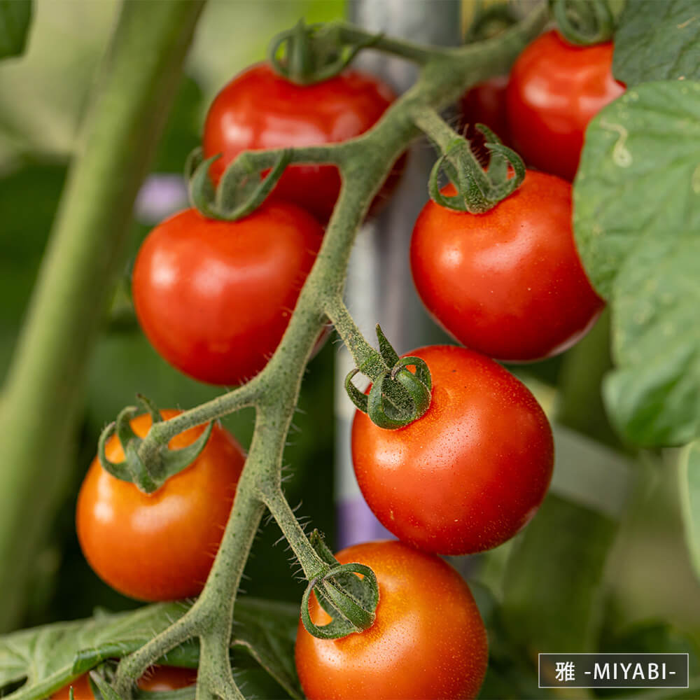 北海道当別産ミニトマト4種食べ比べ 1.4kg（甘っこ・雅MIYABI