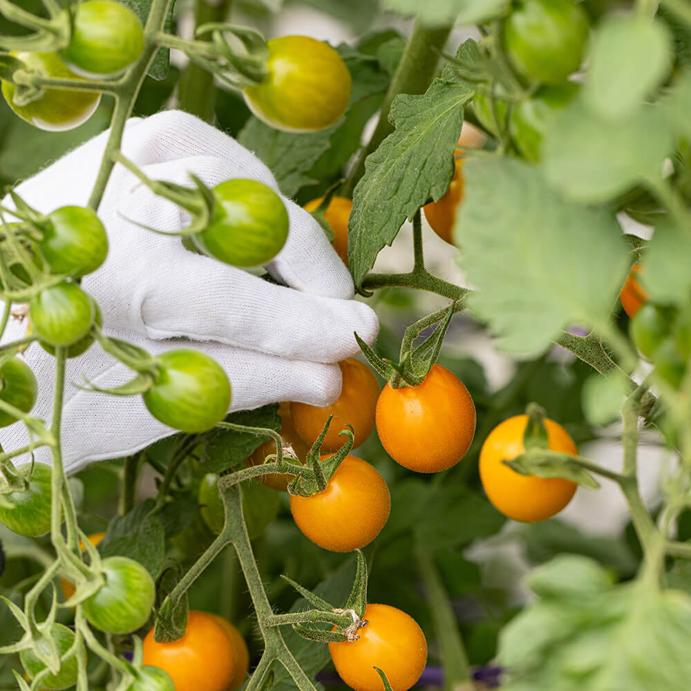 北海道当別産ミニトマト4種食べ比べ 1.4kg（甘っこ・雅MIYABI