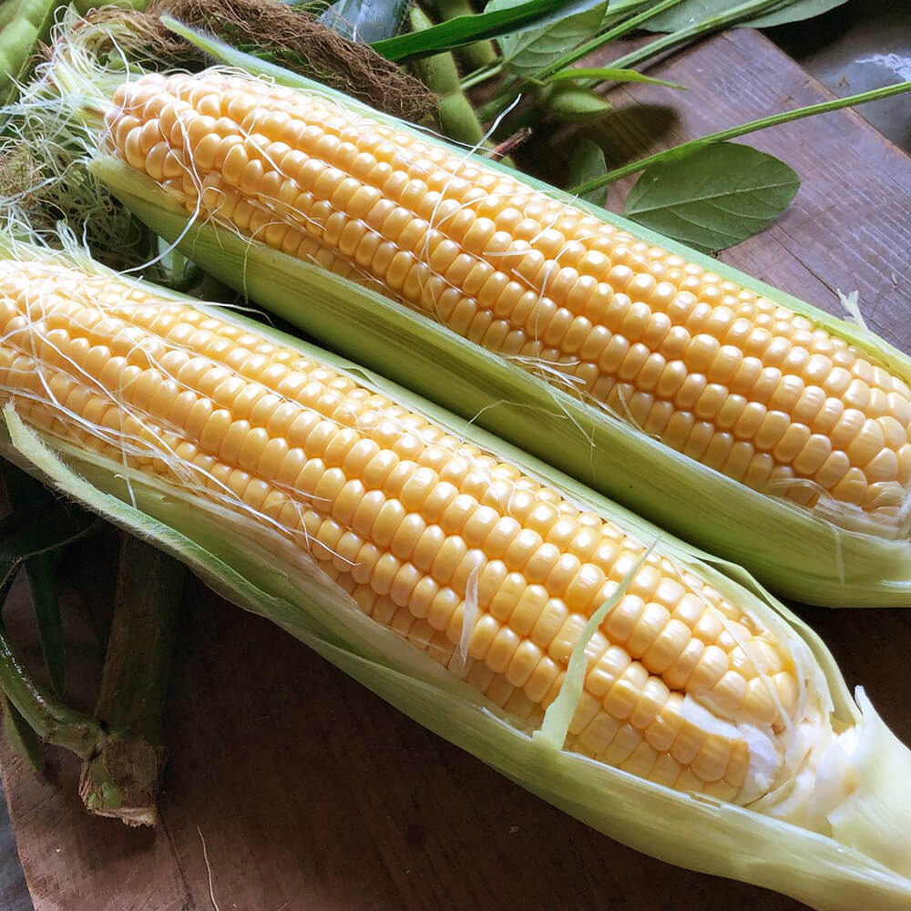 朝採れ！北海道産とうもろこし ほしつぶコーン10本｜PREZO(プレゾ