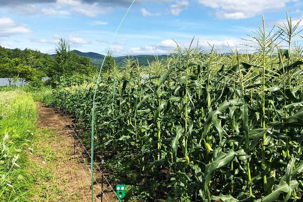 最盛期は1日に何度も畑に足を運ぶのイメージ