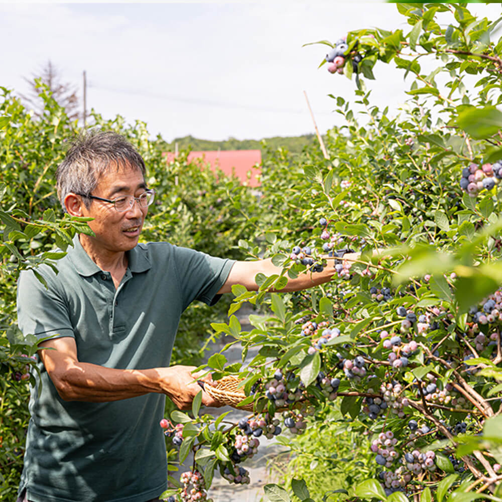北海道当別産の無農薬ブルーベリー 1kg｜PREZO(プレゾ) - 北海道のお