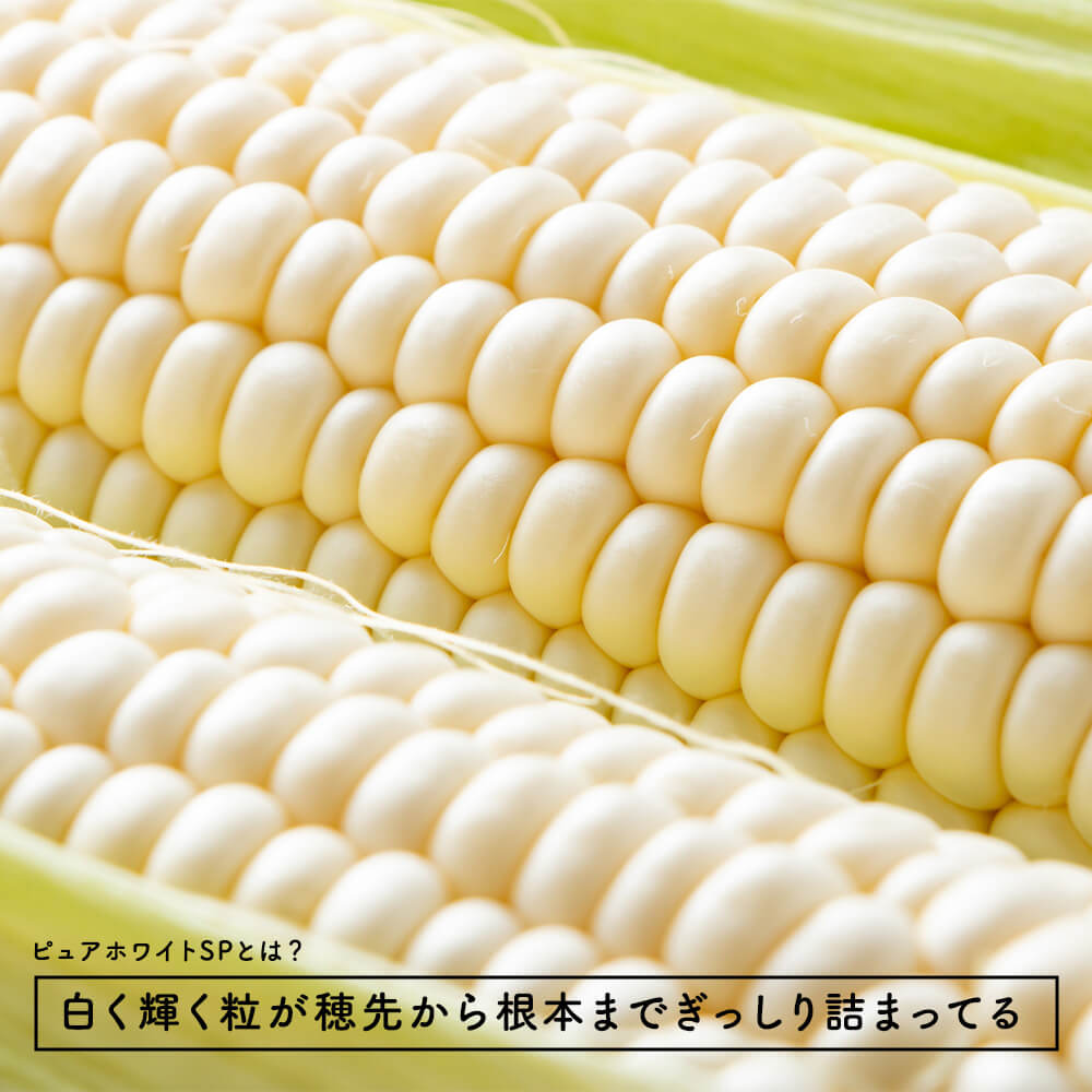 規格外 白いとうもろこし 70本 白いとうもろこし ピュアホワイトスーパー10本｜PREZO(プレゾ
