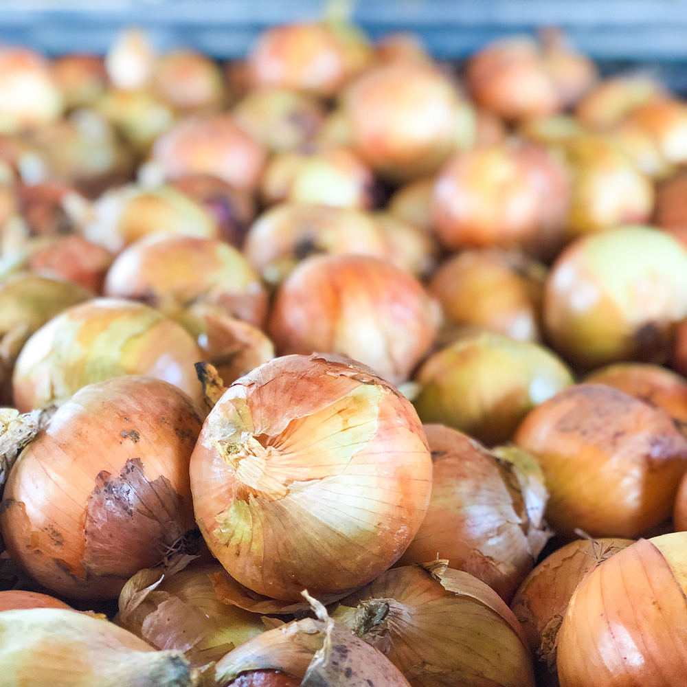 玉ねぎ 先行受付】R8年産 特別栽培玉ねぎ 20kg | 玉ねぎ たまねぎ タマネギ