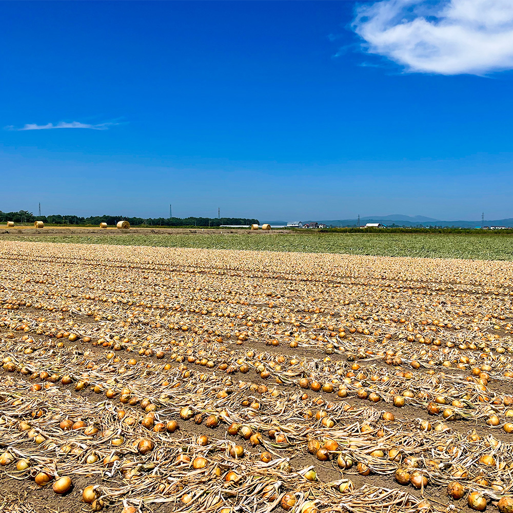 北海道新篠津村の玉ねぎ5kg｜PREZO(プレゾ) - 北海道のお取り寄せ