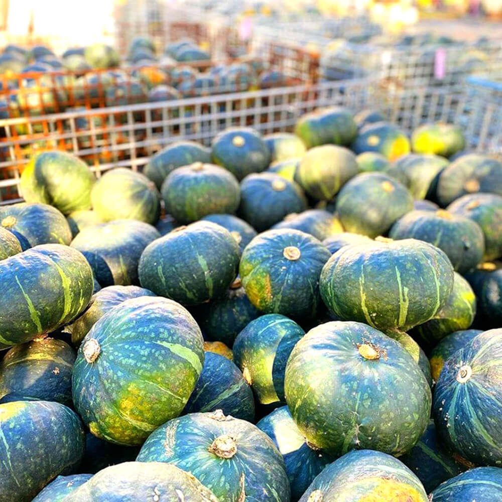 ほくほく甘い。北海道産かぼちゃ5～6玉（約10kg）｜PREZO(プレゾ