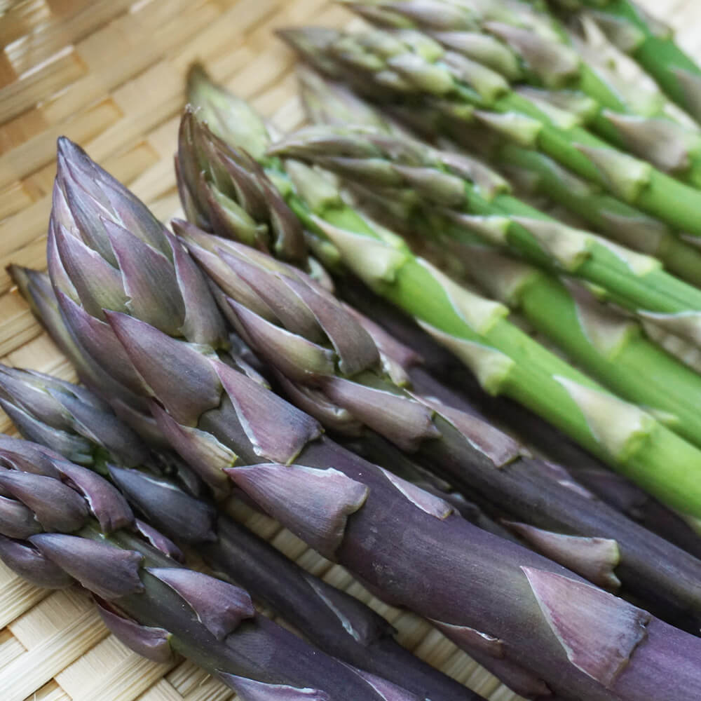 春採りグリーンアスパラ500g＋パープルタワー300g [M～2L混合]｜PREZO