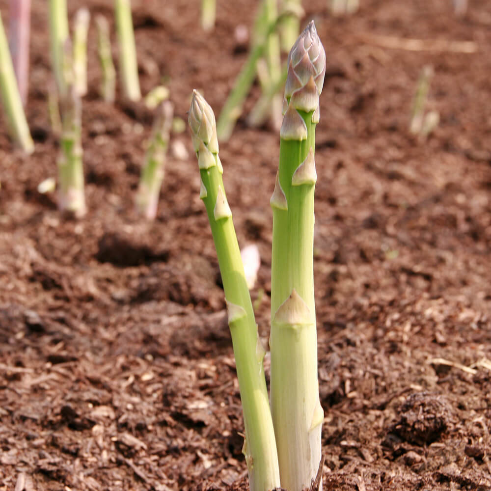 春採りグリーンアスパラ500g＋パープルタワー300g [M～2L混合]｜PREZO