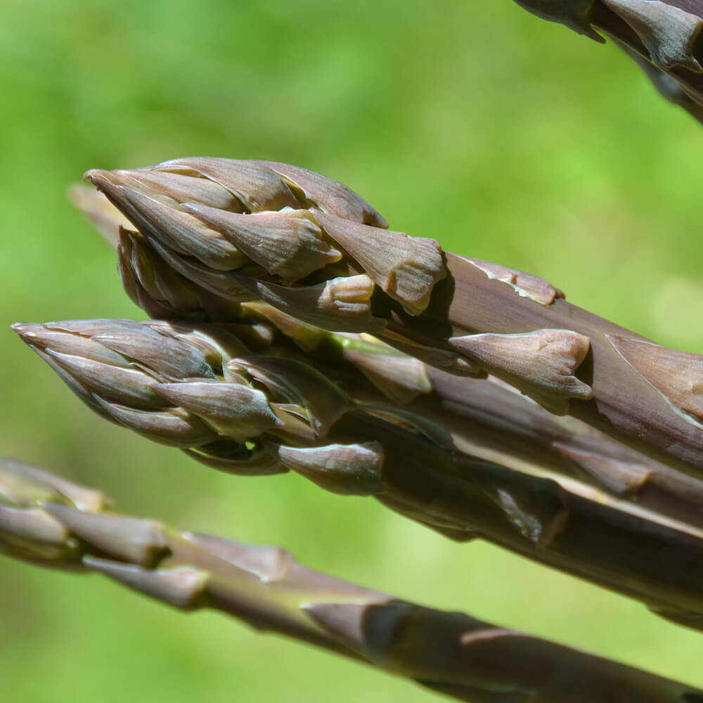 春採りグリーンアスパラ500g＋パープルタワー300g [M～2L混合]｜PREZO