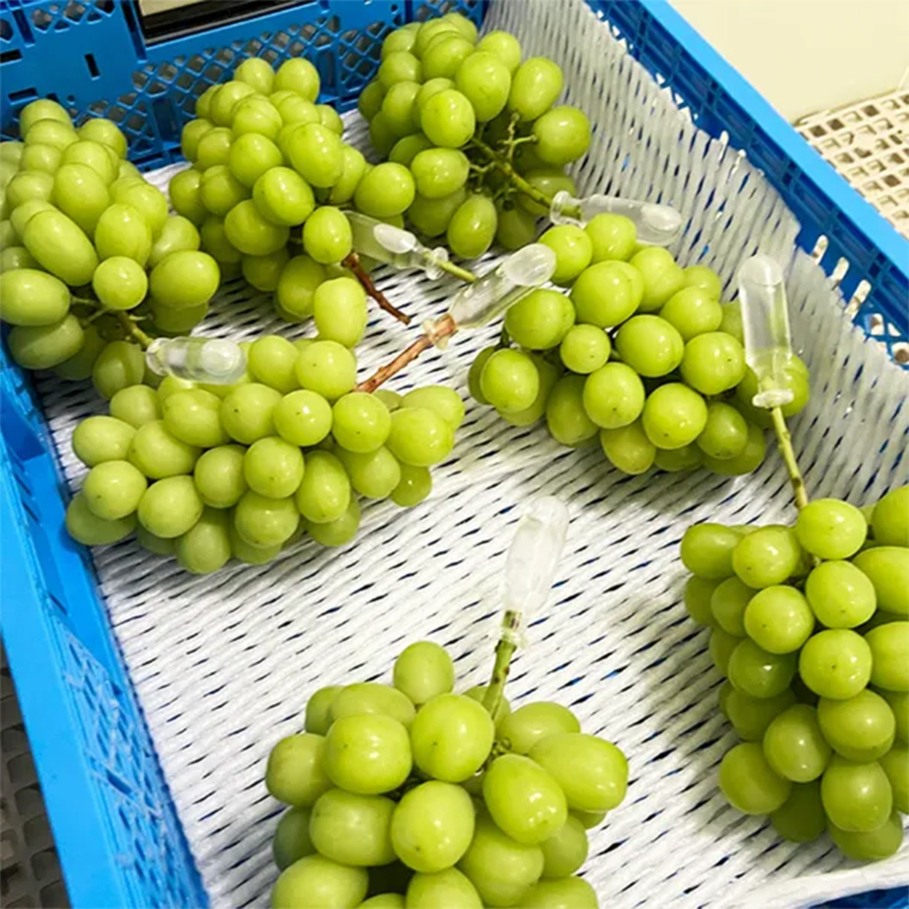 北海道産シャインマスカット【優品】2房×2箱｜PREZO(プレゾ) - 北海道