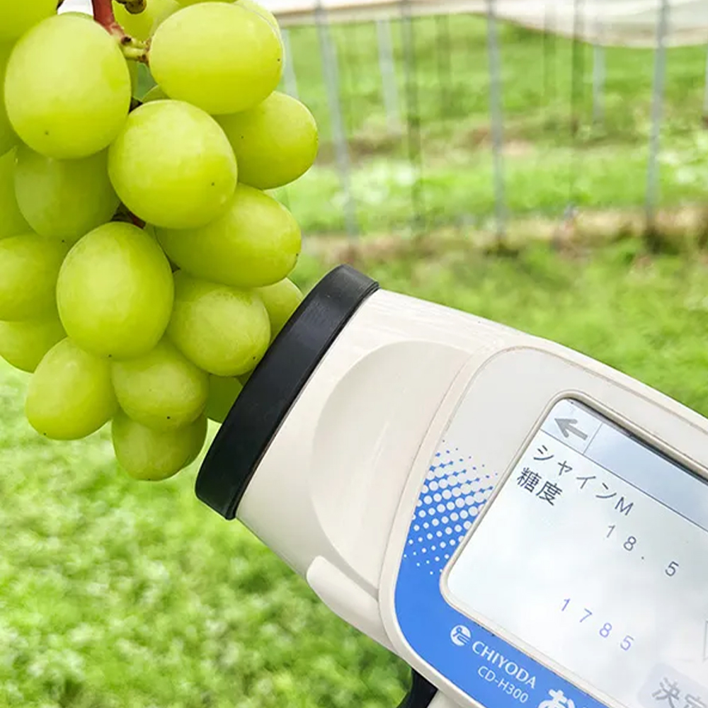 北海道産シャインマスカット【優品】2房×2箱｜PREZO(プレゾ