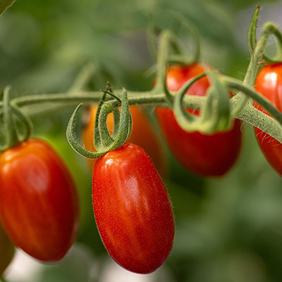 フルーツみたいなミニトマト「フラガール」3kgのイメージ