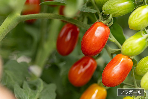 濃厚な甘みとプリッと食感が魅力のイメージ