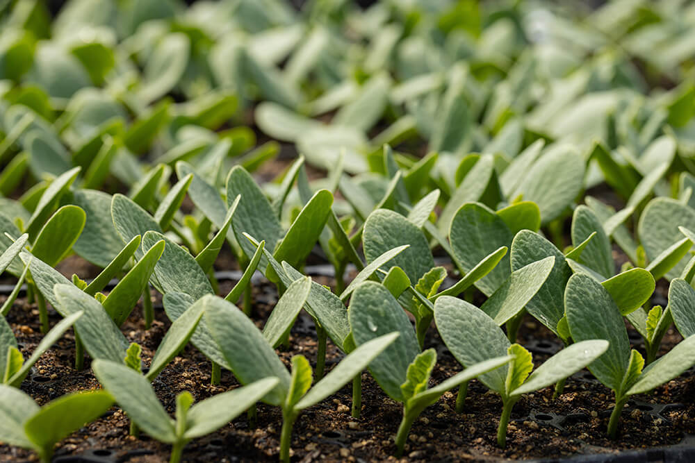 化学農薬・除草剤不使用で栽培のイメージ