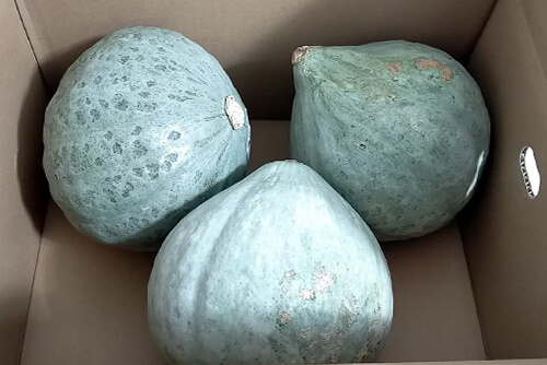 ホクホク♪栗のような甘さが特徴のイメージ