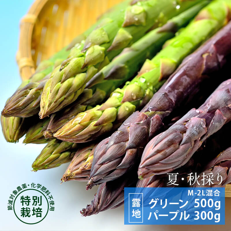 夏秋採りグリーンアスパラ500g＋パープルタワー300g [M～2L混合