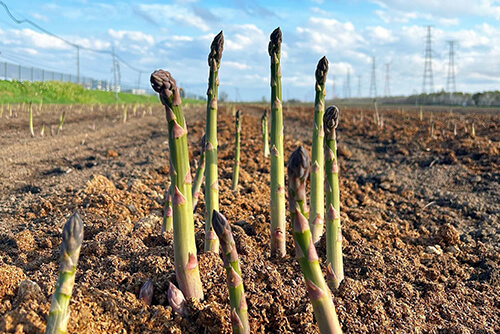 春の日差しを浴びて育つアスパラのイメージ