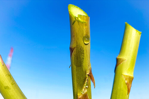 滴るほどの瑞々しさ！のイメージ