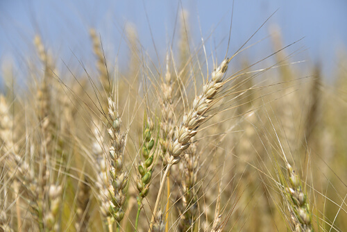 オホーツクでは難しいと言われてき幻の小麦、はるゆたかを使用のイメージ