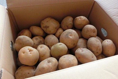 でんぷんを糖分に変える雪室低温貯蔵のイメージ