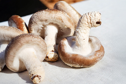 北海道産原料で育成のイメージ