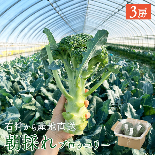 朝採れブロッコリー 3房《予約販売・6月下旬発送》のイメージ
