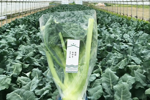 茎からつぼみまで甘い！ブロッコリーのイメージ