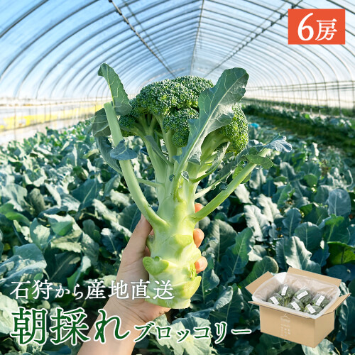 朝採れブロッコリー 6房《予約販売・6月下旬発送》のイメージ