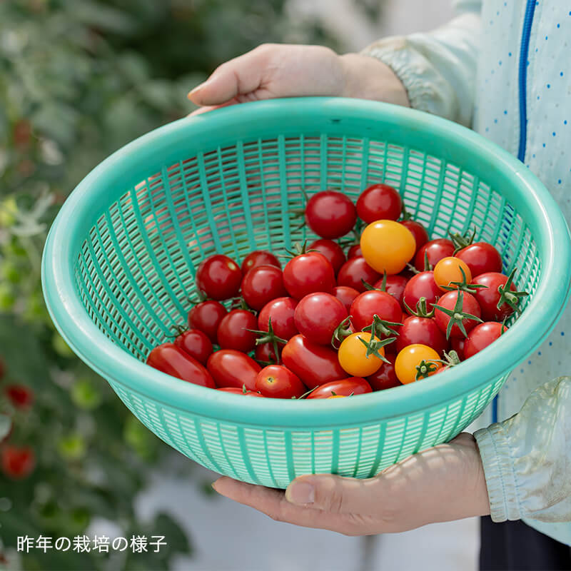 ミニトマト　12kg みのりコレクション2026＜ミニトマト定期便＞｜PREZO(プレゾ) - 北海道
