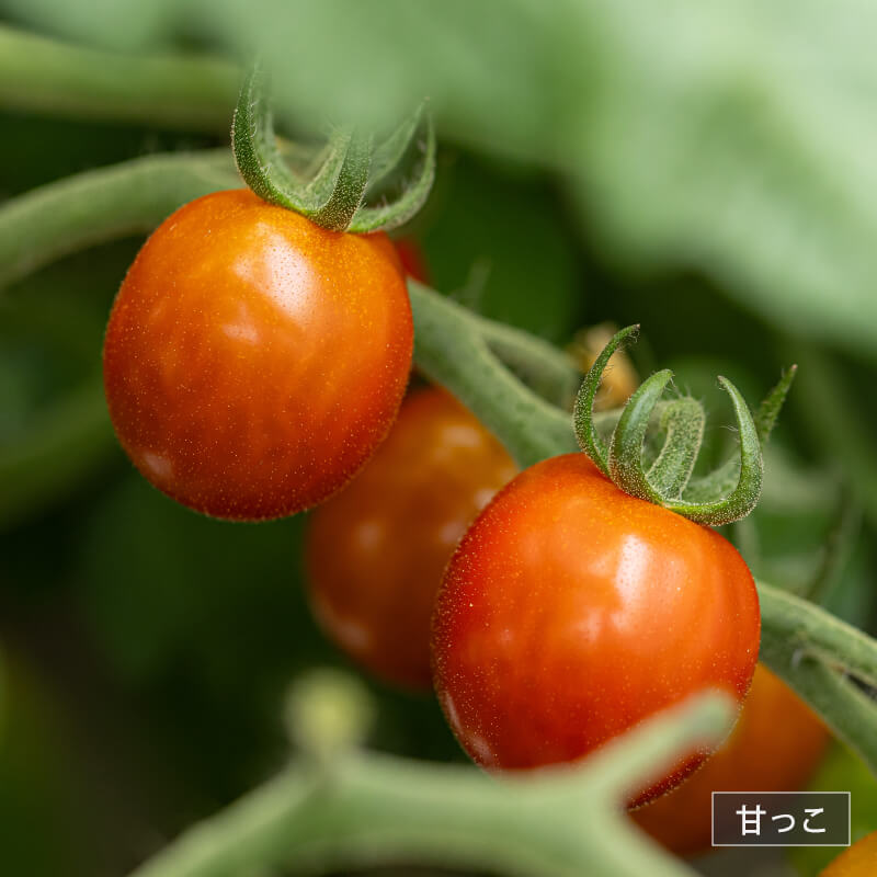 北海道当別産ミニトマト2種食べ比べ（甘っこ750g + 雅750g）｜PREZO
