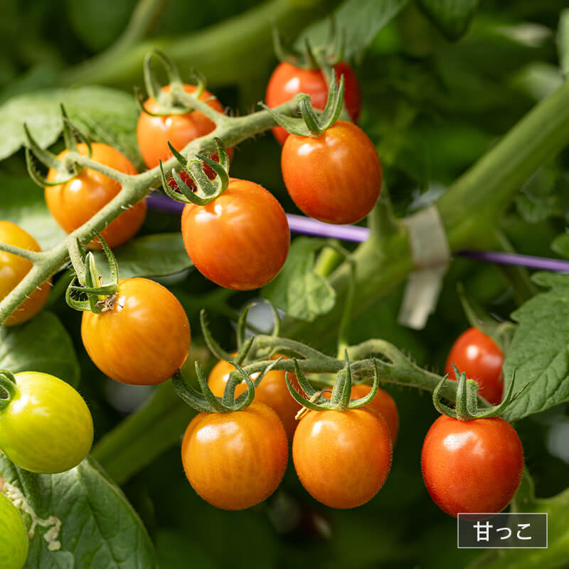 北海道当別産ミニトマト2種食べ比べ（甘っこ750g + 雅750g）｜PREZO