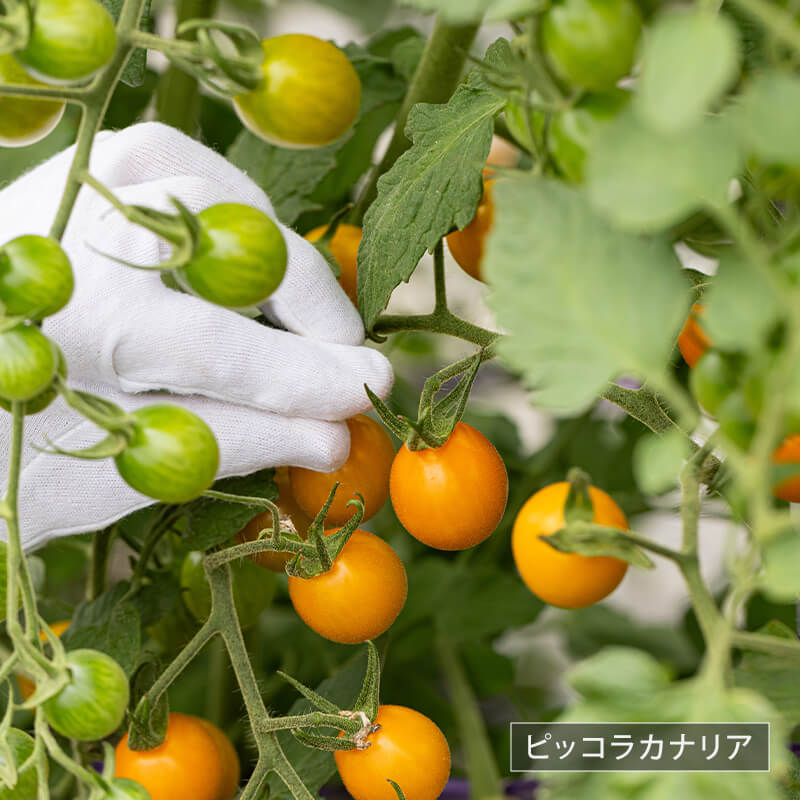 北海道当別産ミニトマト2種食べ比べ（甘っこ750g + ピッコラカナリア