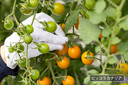 甘さとコクのピッコラカナリアのイメージ
