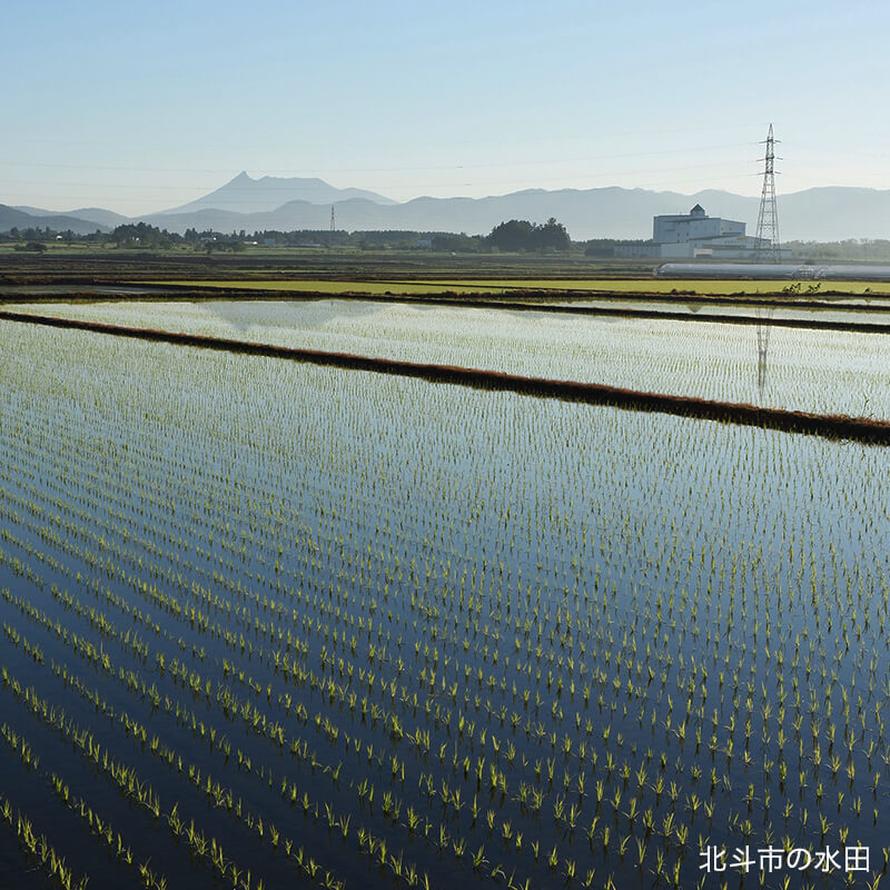 北斗市産ゆめぴりか10kg（5kg×2袋）｜令和7年産｜特別栽培米｜PREZO